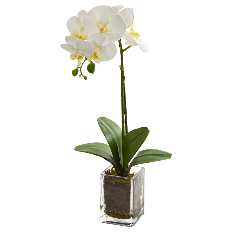 Nearly Natural Cream Orchid Phalaenopsis 24" Artificial Arrangement In Vase