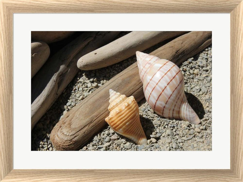 Robert Goldwitz Bright Two Shells Driftwood White Washed Rounded Oatmeal Faux Wood R922337-AEAEAGJEMY